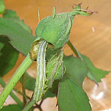 Noctuelle des fruits (Lithophane antennata)